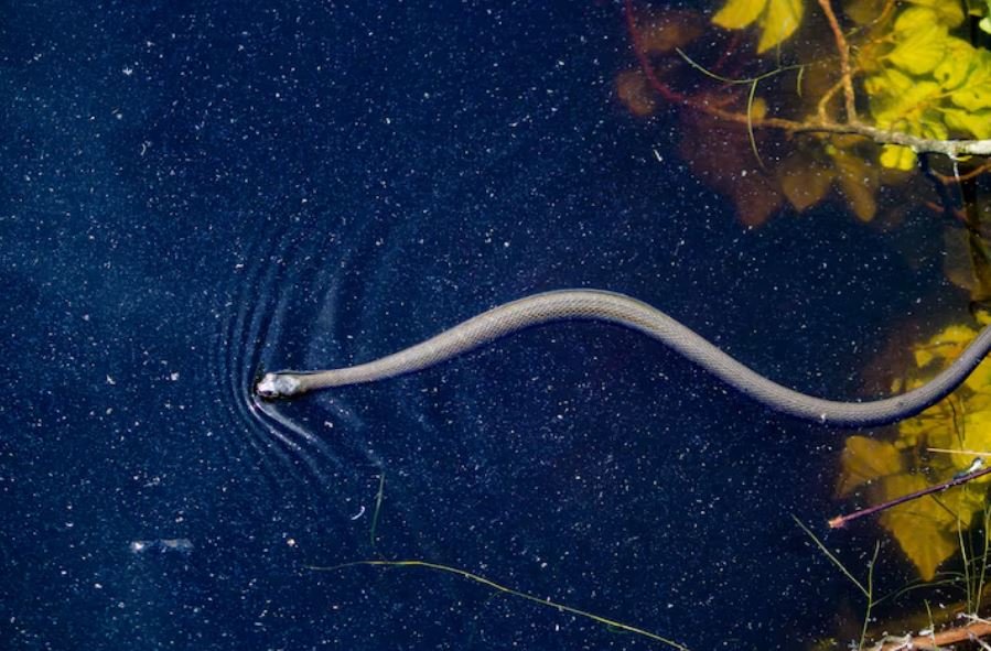 The Deep-Sea Worm That Produces Its Own Antibiotics May Hold the Answer to Drug-Resistant Bacterial Infections