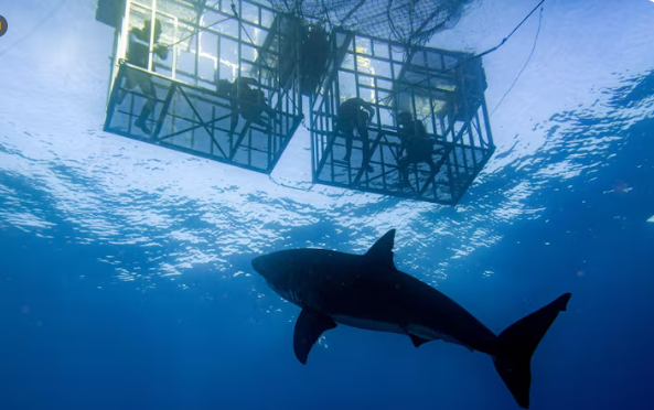 A Yale Researcher Found That Sharks Help Sequester Carbon and Killing Them Is Making Climate Change Worse