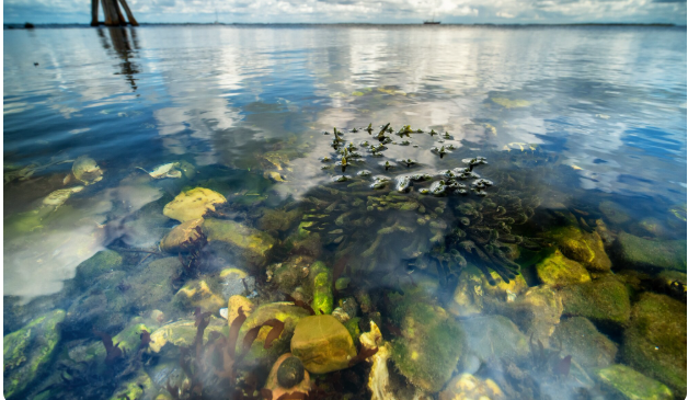 The Deep-Sea Trash Can , Why Industrial Pollutants Are Concentrating in the Bodies of Mariana Trench Fauna