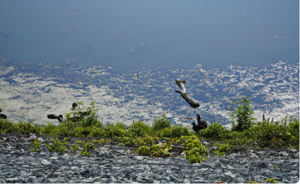 The Cost of Silence , The Irreversible Biodiversity Loss We Accept Every Day We Allow Seafloor Dredging