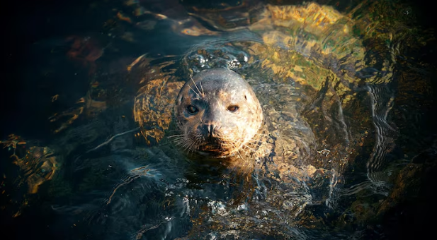 The Whisker Trackers , How Deep-Sea Seals Hunt in the Pitch-Black Sunder of the Abyss