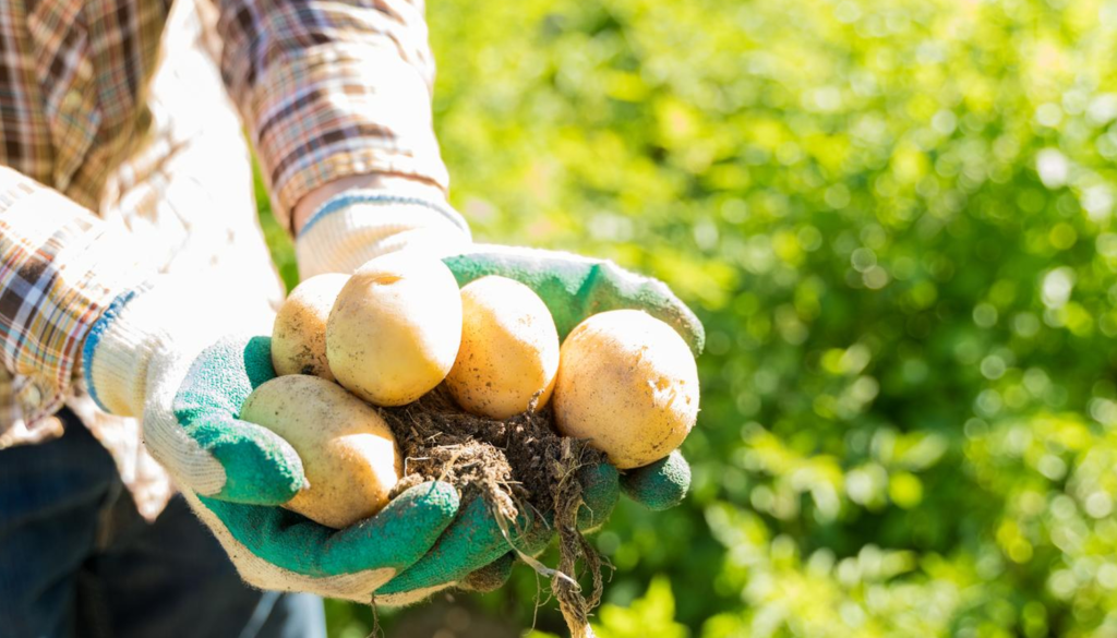 Record Heat Asia Potato Damage: Farmers Are Pulling Up Crops That Are Already Cooked Record Heat Asia Potato Damage: Farmers Are Pulling Up Crops That Are Already Cooked