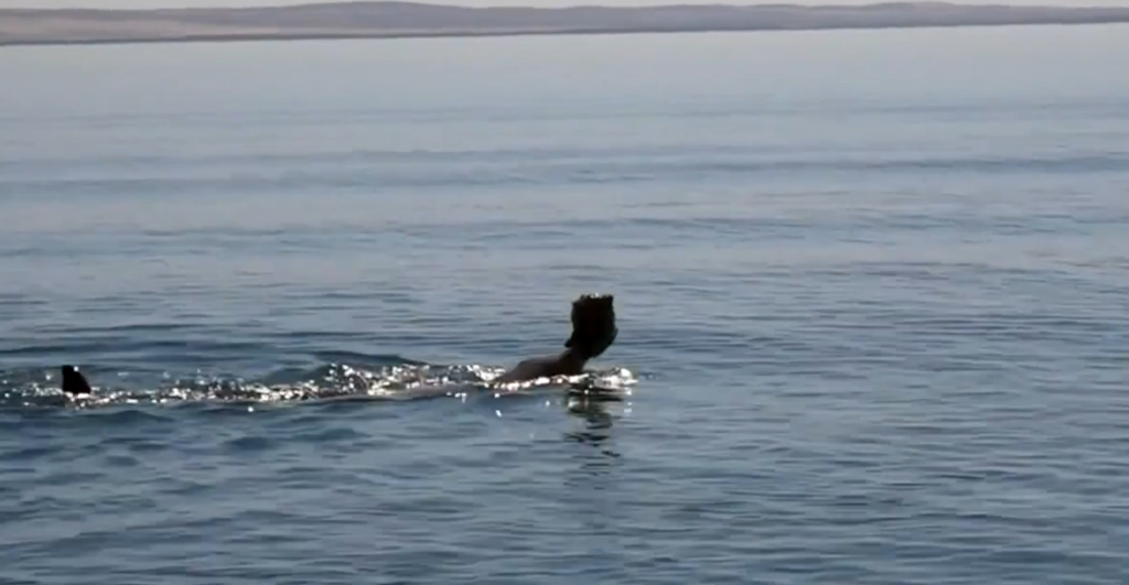 Dolphins Shelling Behavior: How Bottlenose Dolphins Are Using Seashells as Hunting Tools Dolphins Shelling Behavior: How Bottlenose Dolphins Are Using Seashells as Hunting Tools