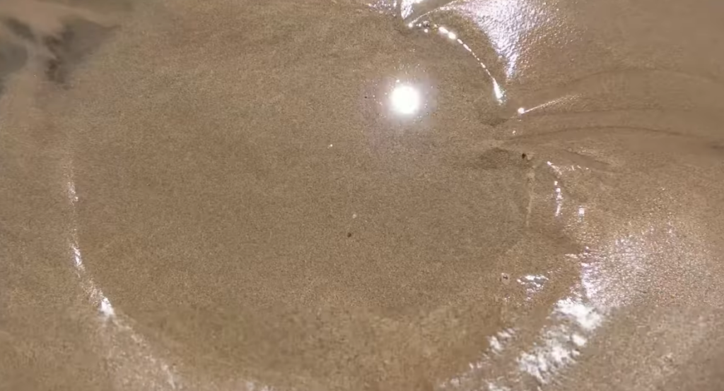 Ocean Dwelling Isopod Sand Piranhas: The Tiny Creatures Hiding in Beach Sand That Can Swarm by the Hundreds Ocean Dwelling Isopod Sand Piranhas: The Tiny Creatures Hiding in Beach Sand That Can Swarm by the Hundreds