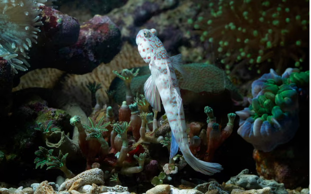 The Deep-Sea 'Hotels' of Guam , How Twilight Zone Reefs Are Hiding a Lost World of Crustaceans