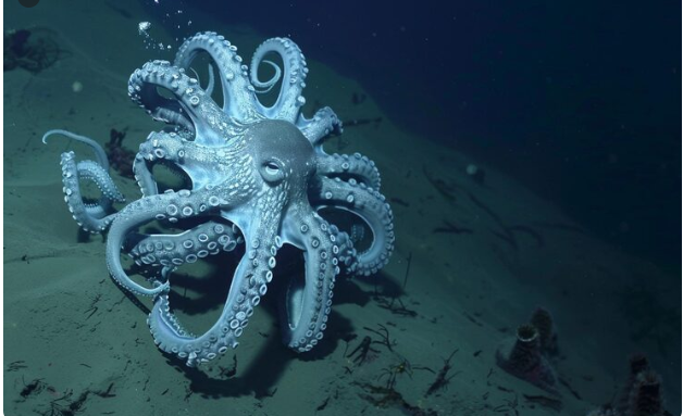 The Blue Octopus Enigma , A Galápagos Discovery 