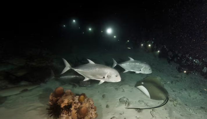 Deep-Sea Fish in the Midnight Zone