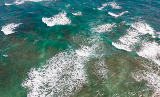 How does ocean acidification affect marine life