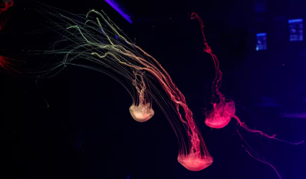 The Bioluminescent Organisms in America's Deep Ocean Are Producing Light Signals That Change With Ocean Temperature