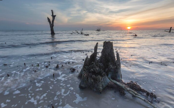 The Ocean Dead Zones Off the U.S. Coast Are Growing