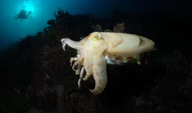Dumbo Octopus in U.S. Deep Waters