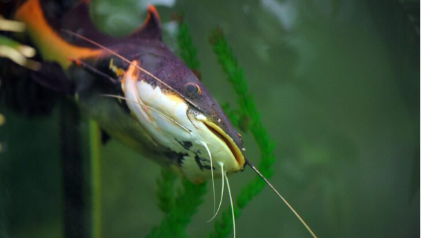 New Species of Anglerfish