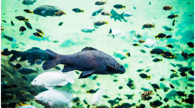 How Warming Atlantic Waters Are Pushing Tropical Fish Into New England Ecosystems